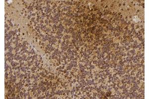 ABIN6274479 at 1/100 staining Rat brain tissue by IHC-P. (IP6K3 anticorps  (Internal Region))