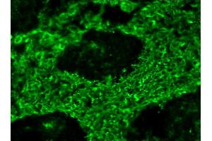 Image no. 1 for anti-Vimentin (VIM) antibody (ABIN335381)