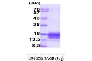 Epithelial Mitogen (EPGN) (AA 23-110) protein (His tag)