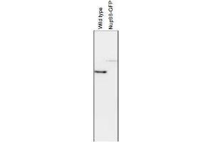 Western Blotting (WB) image for anti-Nucleoporin 98kDa (NUP98) (AA 1-466) antibody (ABIN2452066) (NUP98 anticorps  (AA 1-466))