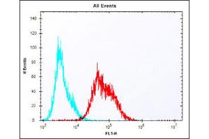 Overlay histogram showing Jurkat cells stained with Antibody (red line). (LAG3 anticorps  (AA 103-132))