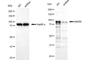 Western blotting analysis using AKAP8 antibody (ABIN7797435).