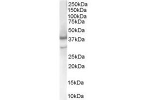 ABIN185284 (1µg/ml) staining of Human Brain lysate (35µg protein in RIPA buffer). (Caspase 4 anticorps  (Internal Region))