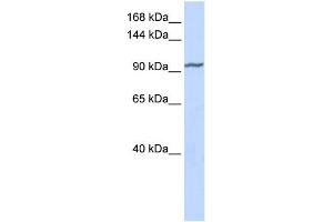 WB Suggested Anti-ZNF280D Antibody Titration:  0. (ZNF280D anticorps  (Middle Region))