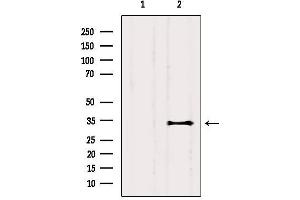 Western blot analysis of extracts from Mouse brain, using CEACAM19 Antibody. (CEACAM19 anticorps  (Internal Region))
