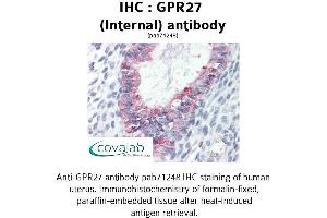 Image no. 2 for anti-G Protein-Coupled Receptor 27 (GPR27) (Internal Region) antibody (ABIN1735042) (GPR27 anticorps  (Internal Region))