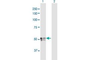 Western Blot analysis of SPOCK3 expression in transfected 293T cell line by SPOCK3 MaxPab polyclonal antibody.