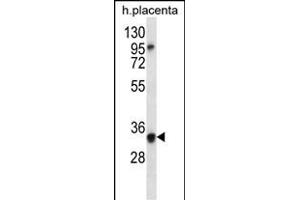 OR6N2 Antibody (C-term) (ABIN656622 and ABIN2845871) western blot analysis in human placenta tissue lysates (35 μg/lane). (OR6N2 anticorps  (C-Term))