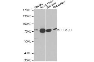Western blot analysis of extracts of various cell lines, using EHHADH antibody (ABIN6292474) at 1:1000 dilution. (EHHADH anticorps)