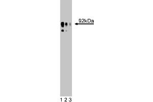Western blot analysis for NHE on a HEK-293 cell lysate (Human embryonic kidney cells, ATCC CRL-1573). (SLC9A1 anticorps  (AA 682-801))
