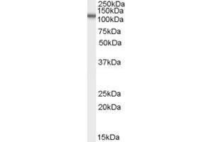 ABIN190918 (2µg/ml) staining of human spleen lysate (35µg protein in RIPA buffer).