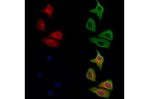 ABIN6264553 and ABIN6279706 staining Hela cells by IF/ICC. (RAB11FIP1 anticorps  (N-Term))
