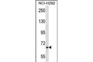 MYB Antibody (Center) (ABIN657911 and ABIN2846859) western blot analysis in NCI- cell line lysates (35 μg/lane). (MYB anticorps  (AA 419-448))