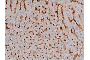 ABIN6267496 at 1/200 staining Mouse liver tissue sections by IHC-P. (SNCA anticorps  (pSer129))