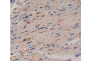 Used in DAB staining on fromalin fixed paraffin- embedded heart tissue