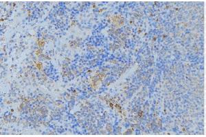 ABIN6277009 at 1/100 staining Human lymph node tissue by IHC-P. (Periostin anticorps  (N-Term))
