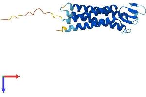 AlphaFold protein structure predicition of Human Recombinant TMEM37 Protein, UniprotID Q8WXS4