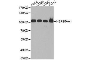 Western blot analysis of extracts of various cell lines, using HSP90AA1 antibody. (HSP90AA1 anticorps  (AA 433-732))