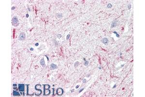 ABIN571068 (10µg/ml) staining of paraffin embedded Human Cortex.