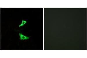 Immunofluorescence analysis of LOVO cells, using FFAR3 Antibody. (FFAR3 anticorps  (AA 11-60))