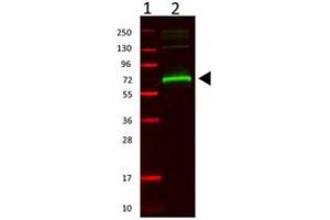 Image no. 1 for anti-Albumin (ALB) antibody (ABIN293398) (Albumin anticorps)