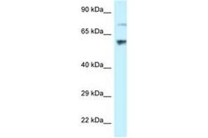 Image no. 1 for anti-Ribosomal L1 Domain Containing 1 (RSL1D1) (AA 401-450) antibody (ABIN6747784)