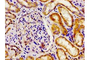 Immunohistochemistry of paraffin-embedded human kidney tissue using ABIN7150152 at dilution of 1:100 (APOBEC3D anticorps  (AA 250-371))
