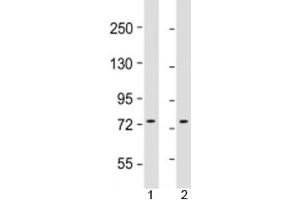 Western blot testing of human 1) HepG2 and 2) K562 cell lysate with GTPBP4 antibody at 1:1000. (GTPBP4 anticorps  (AA 477-510))