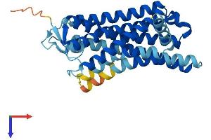 AlphaFold protein structure predicition of Human Recombinant OR7D2 Protein, UniprotID Q96RA2
