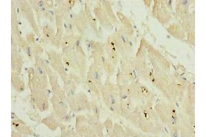 Immunohistochemistry of paraffin-embedded human heart tissue using ABIN7163997 at dilution of 1:100 (KCNH7 anticorps  (AA 1-300))