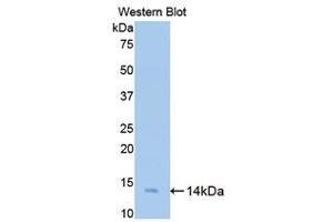 Western Blotting (WB) image for anti-Bone Morphogenetic Protein 2 (BMP2) (AA 284-388) antibody (ABIN3209832) (BMP2 anticorps  (AA 284-388))