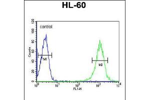 Flow cytometric analysis of HL-60 cells (right histogram) compared to a negative control cell (left histogram). (B4GALT1 anticorps  (C-Term))
