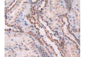 IHC-P analysis of Human Kidney Tissue, with DAB staining. (Fibulin 1 anticorps  (AA 176-398))
