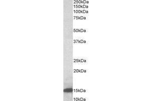 AP23676PU-N Galectin-1 antibody staining of Rat Pancreas lysate at 0. (LGALS1/Galectin 1 anticorps  (Internal Region))