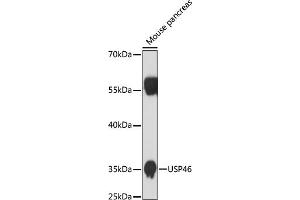 Western blot analysis of extracts of mouse pancreas, using USP46 antibody (ABIN7271165) at 1:1000 dilution. (USP46 anticorps)