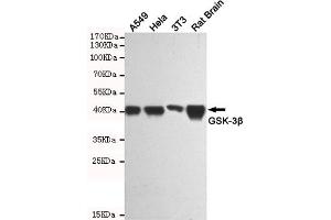 Western blot analysis of extracts from A549, Hela, 3T3 and Rat Brain cell lysates using GSK-3β mouse mAb(1:1000 diluted). (GSK3 beta anticorps)