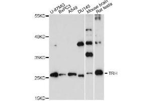 Western blot analysis of extracts of various cell lines, using TRH antibody. (TRH anticorps)