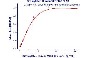 VEGF 165 (AA 27-191) (Active) protein (His tag,AVI tag,Biotin)