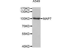 Western blot analysis of extracts of A549 cell line, using MAP7 antibody.