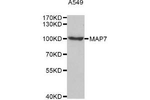 Western blot analysis of extracts of A549 cell line, using MAP7 antibody. (MAP7 anticorps  (AA 490-749))