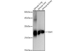 Western blot analysis of extracts of various cell lines, using TEMT antibody (ABIN7267865) at 1:2000 dilution.
