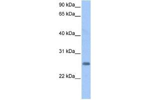 LOC730950 antibody used at 0. (LOC728743 anticorps  (C-Term))