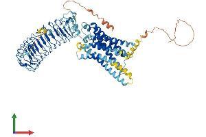 AlphaFold protein structure predicition of Mouse Recombinant Rxfp2 Protein, UniprotID Q91ZZ5