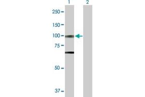 Western Blot analysis of OPA1 expression in transfected 293T cell line by OPA1 MaxPab polyclonal antibody. (OPA1 anticorps  (AA 1-960))
