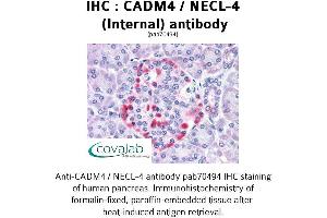 Image no. 2 for anti-Cell Adhesion Molecule 4 (CADM4) (Internal Region) antibody (ABIN1732540) (Cell Adhesion Molecule 4 anticorps  (Internal Region))