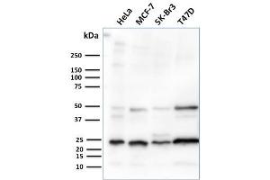 Western Blot Analysis of human HeLa, MCF-7, SK-Br3 & T47D cell lysates using Mammaglobin Recombinant Rabbit Monoclonal Antibody (MGB1/2682R).