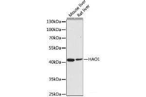 Western blot analysis of extracts of various cell lines using HAO1 Polyclonal Antibody at dilution of 1:500. (HAO1 anticorps)