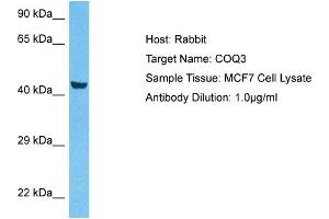 Host:  Rabbit  Target Name:  COQ3  Sample Type:  MCF7 Whole Cell lysates  Antibody Dilution:  1. (COQ3 anticorps  (Middle Region))