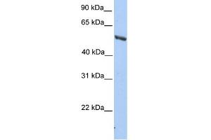 WB Suggested Anti-IMPDH2 Antibody Titration: 0.