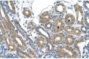 Human kidney (RNF165 anticorps  (Middle Region))